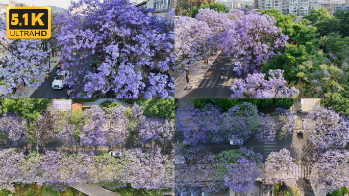 【5K】蓝花楹空境，蓝花楹实拍素材