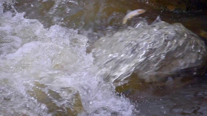 青海 三江源 湟鱼 洄游 裸鲤