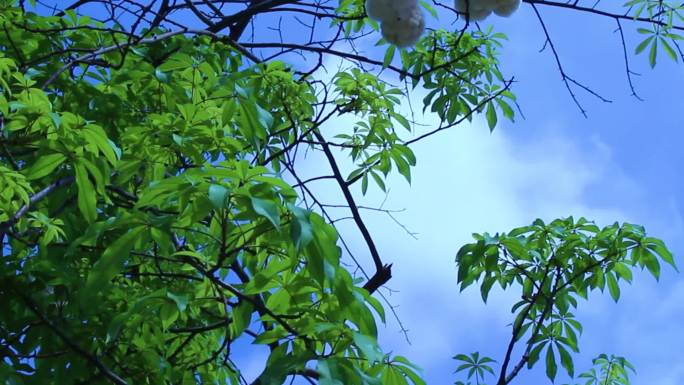 春暖夏日洁净天气片场