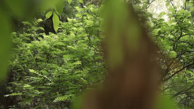 夏天枝叶移动间隙露出一棵树的树冠