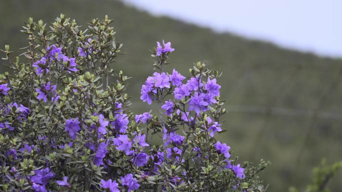 野生花 杜鹃花