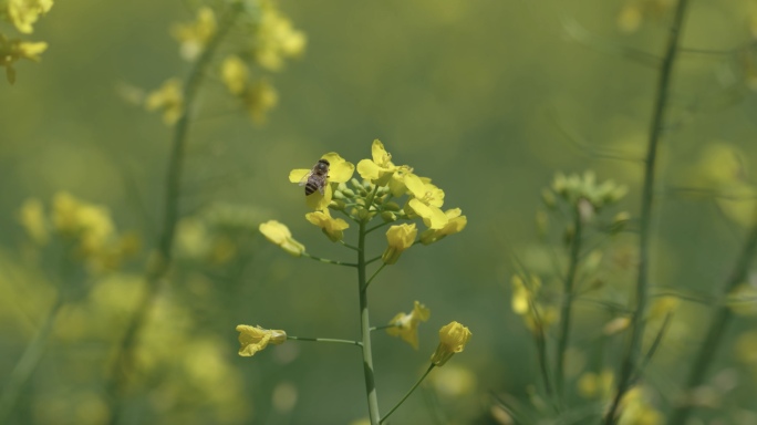 4k油菜花蜜蜂春天田野