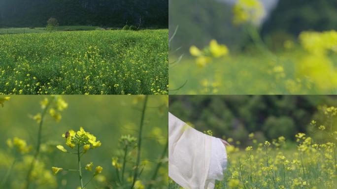 4k油菜花蜜蜂春天田野