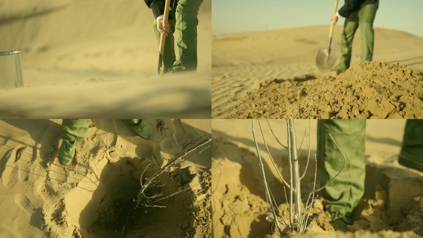 历史年代沙漠栽树4K慢动作素材