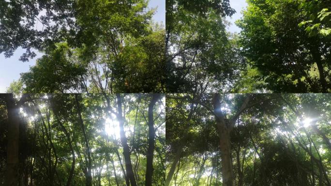 【4k】阳光穿透森林小景2