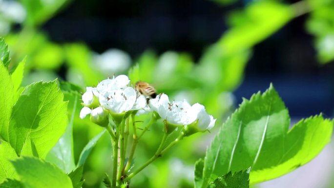 夏天花丛中蜜蜂采蜜