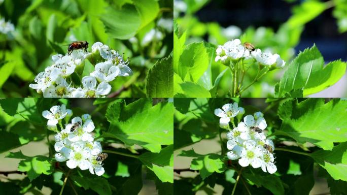 夏天花丛中蜜蜂采蜜