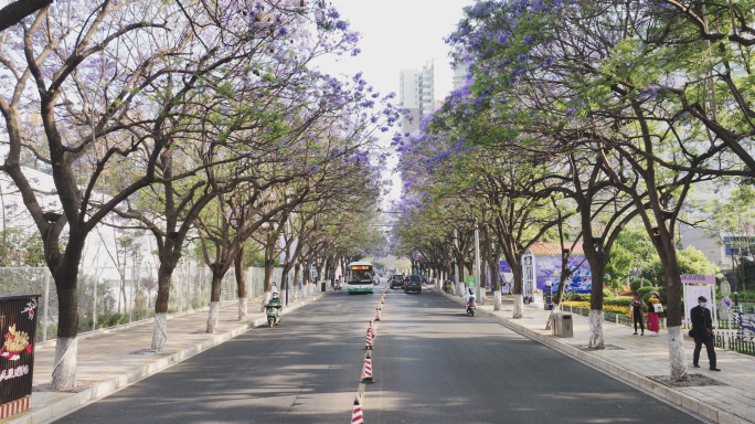 【5K】蓝花楹街道，校场中路蓝花楹风光