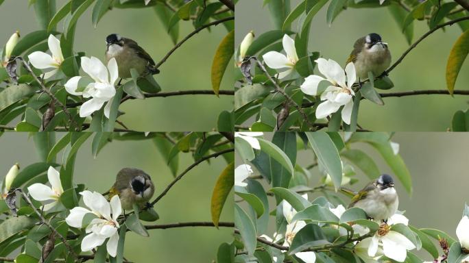鸟儿吃食白色花朵