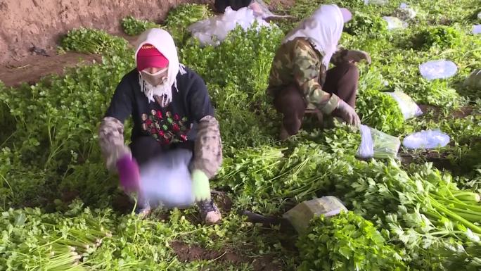 菜农在大棚里收割打包称重芹菜