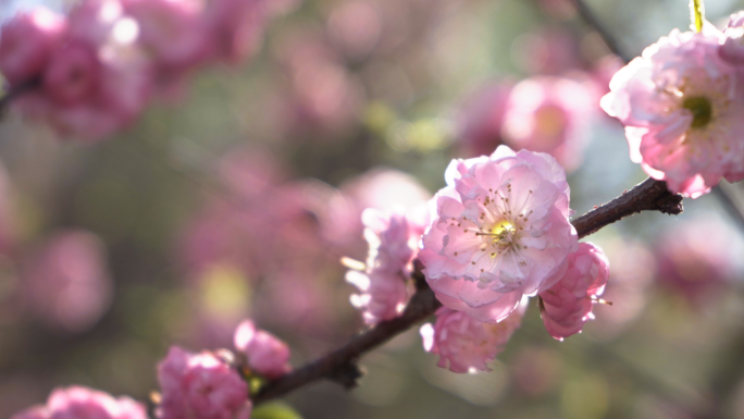 梅花 花朵 空镜头