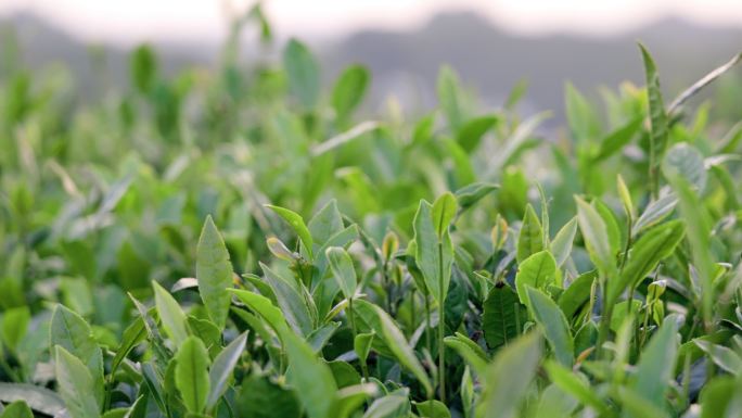 4K随风摇摆的信阳毛尖茶叶特写