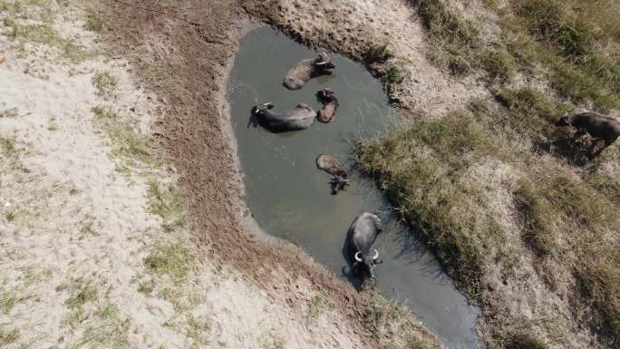 低空航拍嘉陵江畔放养水牛生态景观空镜头