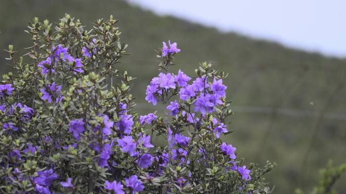 野生杜鹃花