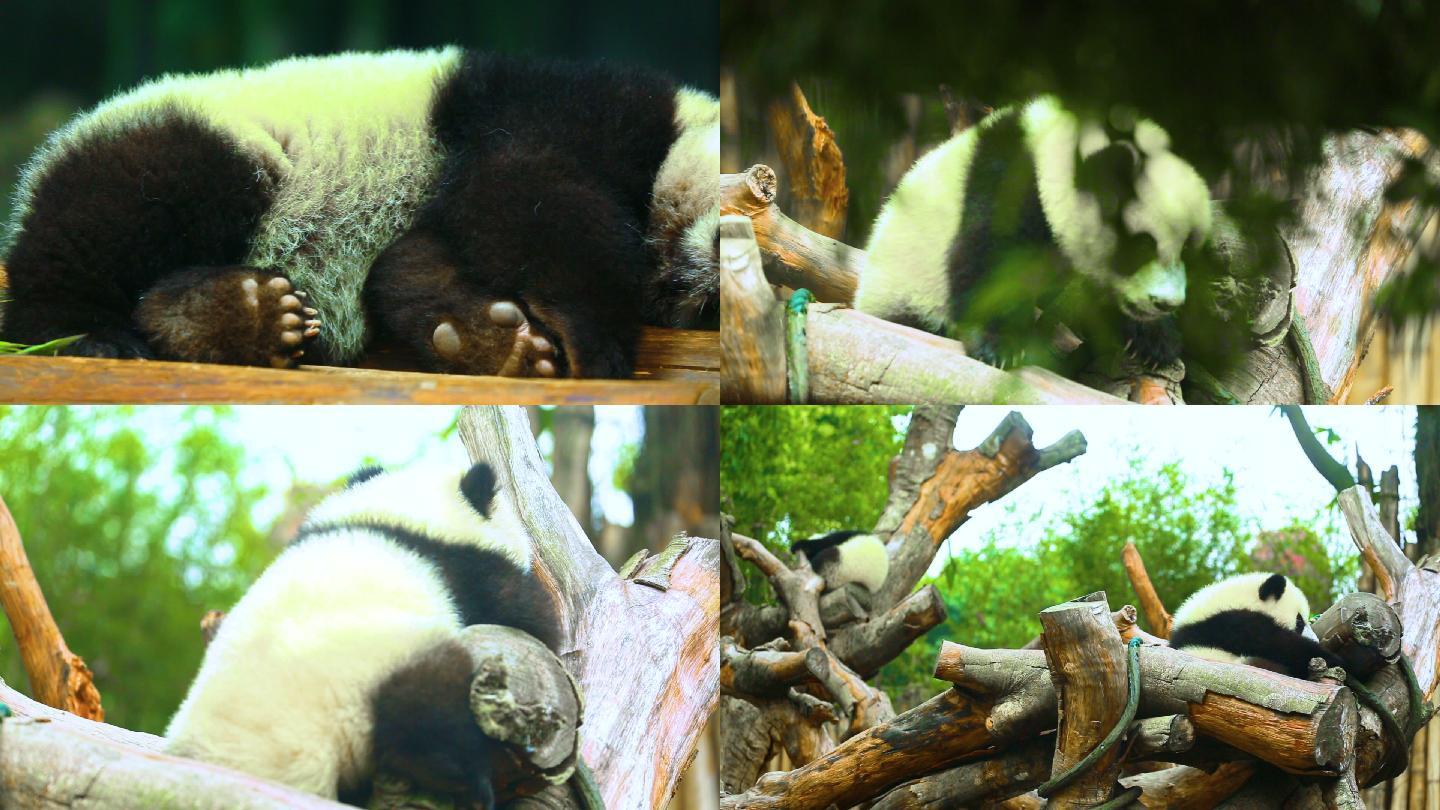 野生动物园 熊猫 生态环境 大自然