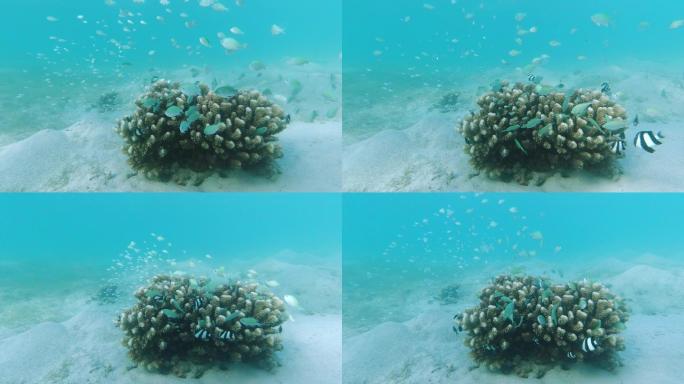 海底珊瑚里汇聚着，躲藏着大量鱼群