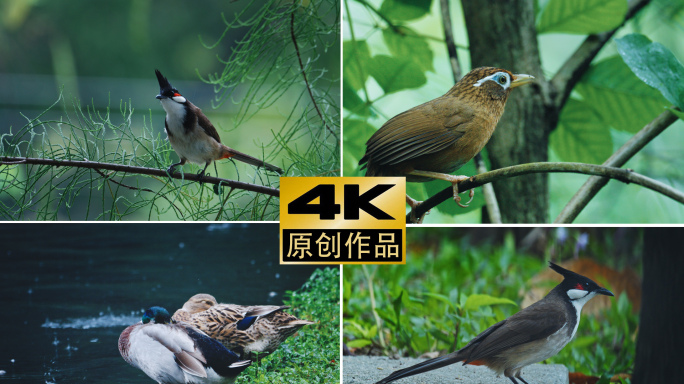 4k春天立春春分惊蛰鸟素材春天节气集合