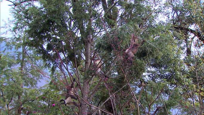 云南滇金丝猴在树枝上玩耍