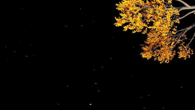 秋天树叶飘落-带透明通道