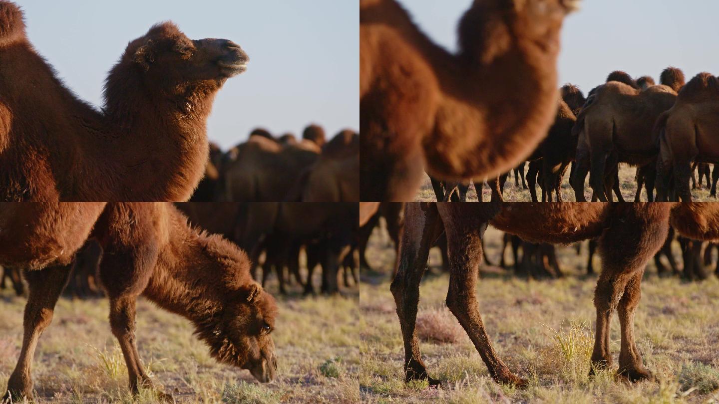 【原创】蒙古草原双峰驼骆驼群22