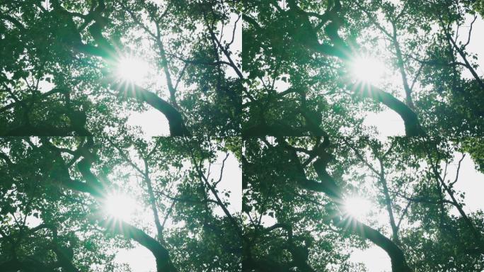 阳光透过树叶
