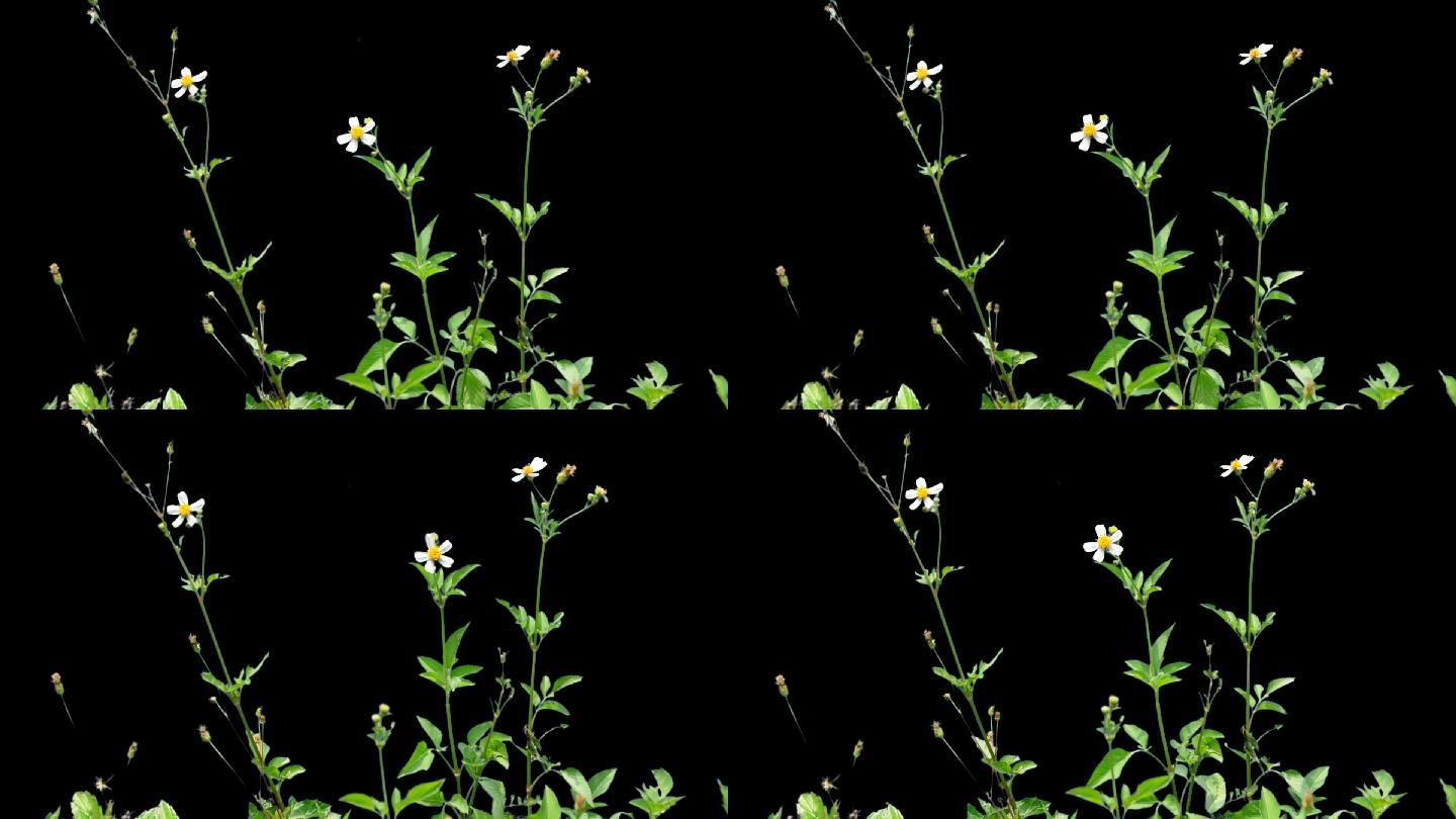 野草白色野花抠像视频素材透明背景