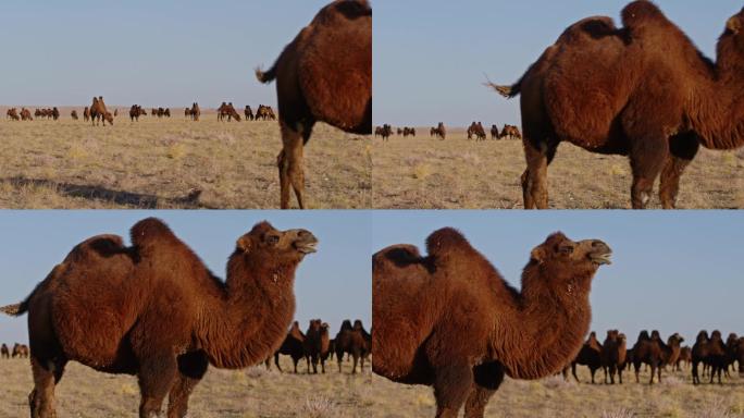 【原创】蒙古草原双峰驼骆驼群19