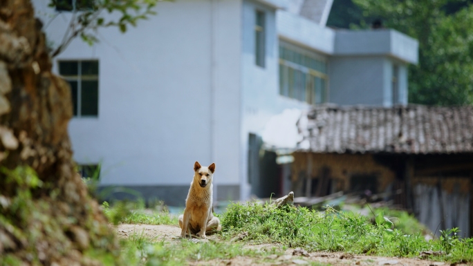 农村土狗