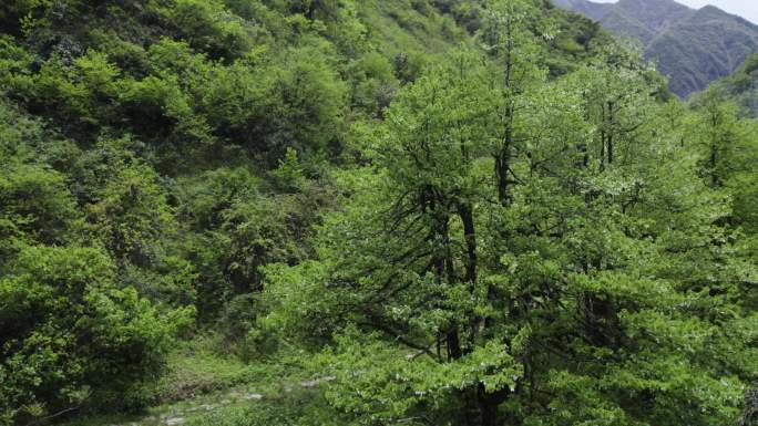 历史遗迹茶马古道大相岭古道鸽子花