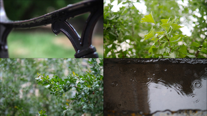 谷雨下雨植物空镜