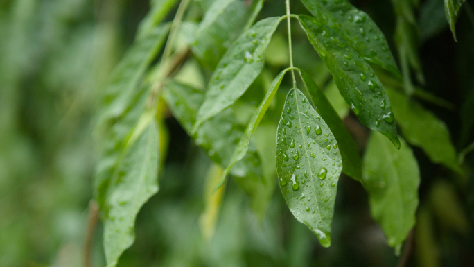 谷雨下雨植物空镜