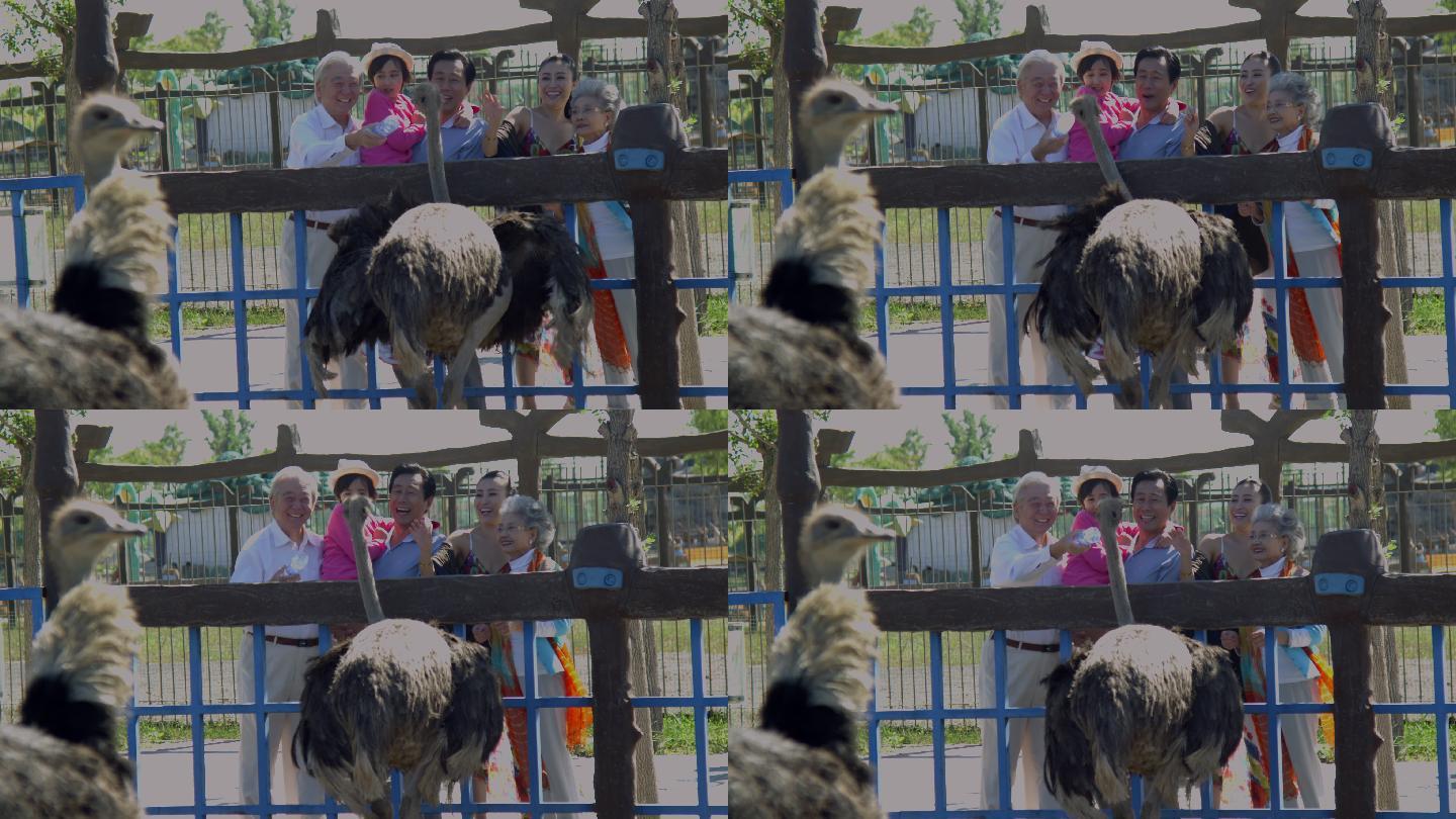 一家五口在动物园游玩看鸵鸟
