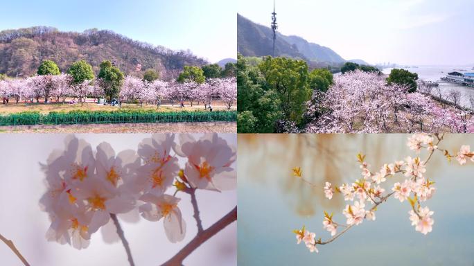 樱花 南京幕府山樱花