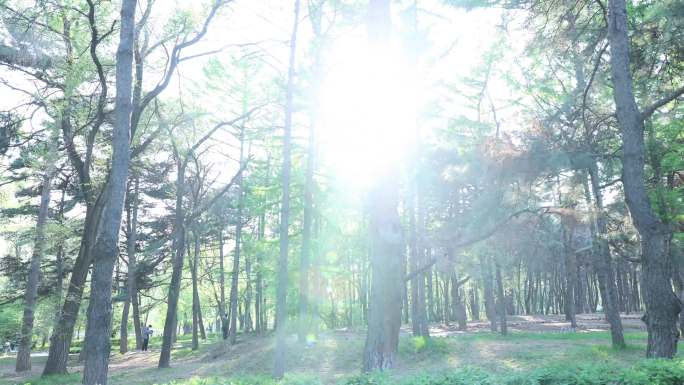 大树 清晨 阳光 森林 树林 树林光影