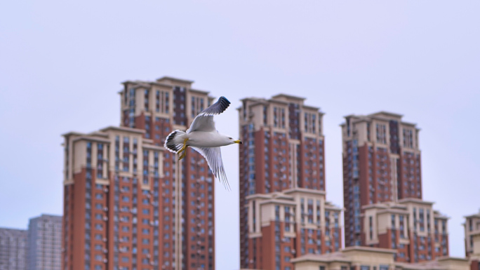 沿海城市海边住宅小区海鸥