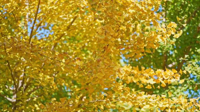 秋天树林里随风摇曳的金黄色银杏树叶
