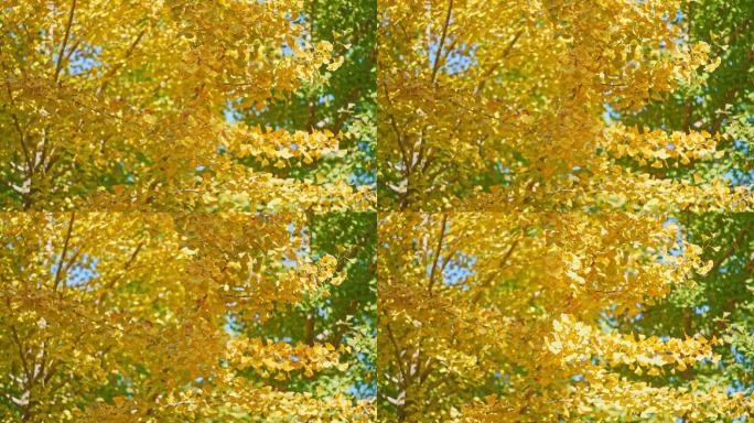 秋天树林里随风摇曳的金黄色银杏树叶
