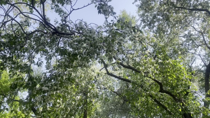 林园 小路 树林 绿色 植物 散步