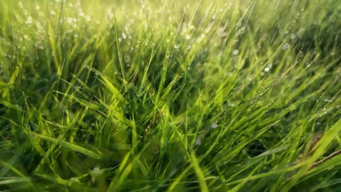 阳光小草雨露小草雨水太阳雨逆光野草露珠