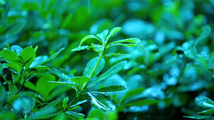 下雨 鸳鸯 水滴 田园 别墅 清明