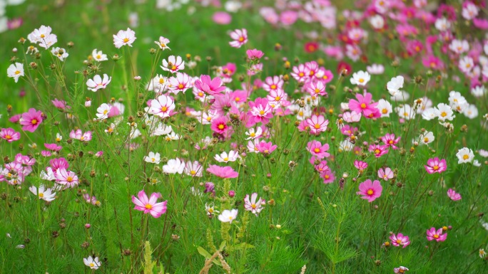 原创4k实拍 花 特写