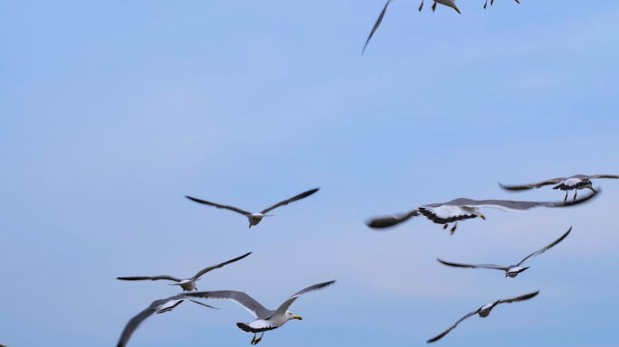 海鸥在蓝天飞翔