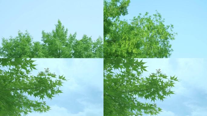 空镜头 青春 树叶摇摆 蓝天