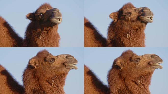 【原创】蒙古草原双峰驼骆驼群16
