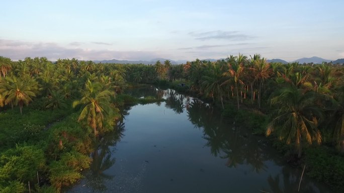 航拍湿地椰林