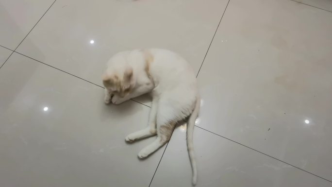 小猫可爱小猫小猫玩耍