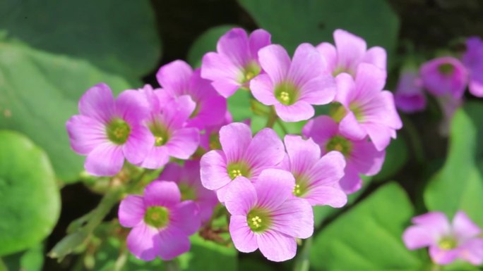 公园里的植物花卉红花酢浆草特写