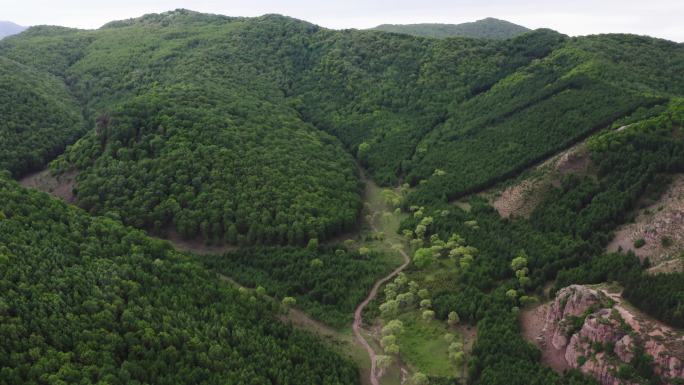 4K航拍森林自然景观