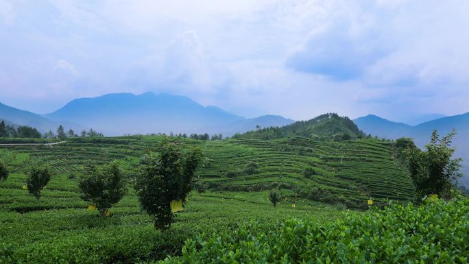 大巴山茶园延时