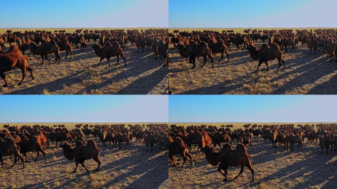 【原创】蒙古草原双峰驼骆驼群航拍11
